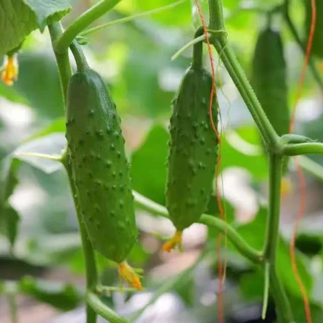 【北京平谷】秋黄瓜/脆嫩爽口/现摘现发/顶花带刺/优质产地