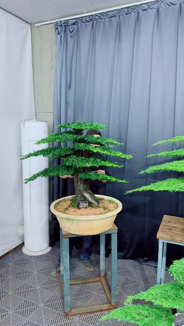 无花朵罗汉松盆景....