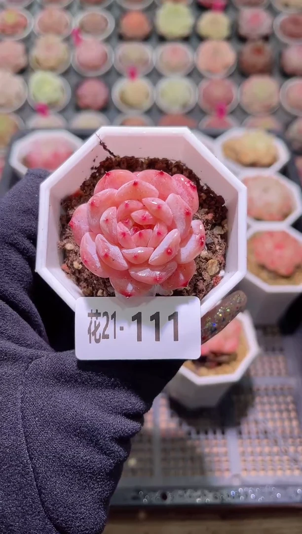 【闪购商品】21-111精选糖心