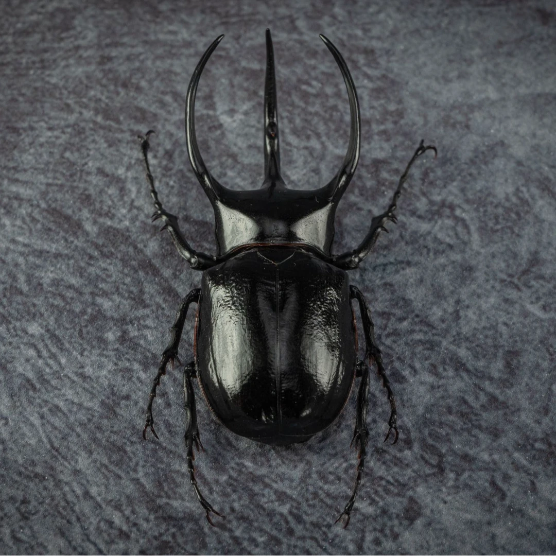 超拟真昆虫南洋大兜虫模型手办创意装饰摆件