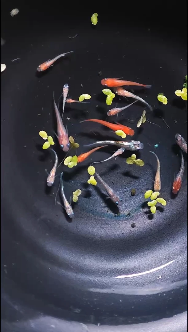 青鳉鱼观背青鳉024