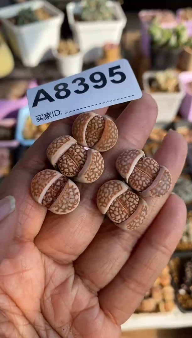 【闪购商品】8395直播一物一拍