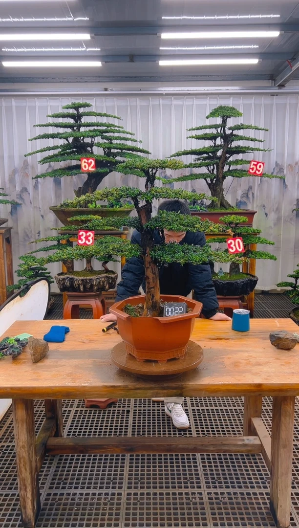 无花朵精品盆景直播间一物一拍