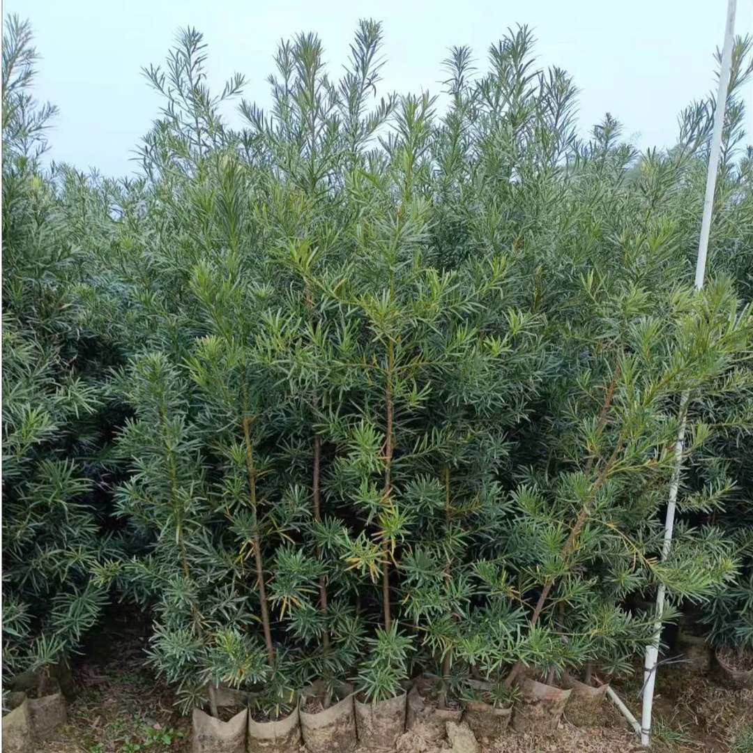 阳春罗汉松苗场一物一拍