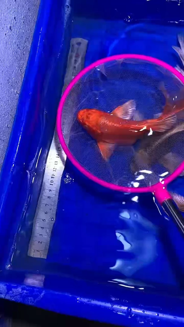 蝴蝶鲤鱼?****?蝴蝶鲤直播选鱼专用链接 凭开箱视频售后