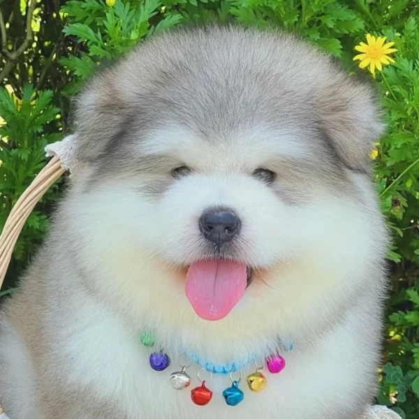 陈晨家的阿拉斯加幼犬高级宠物伴侣犬小狗看家护院陪伴