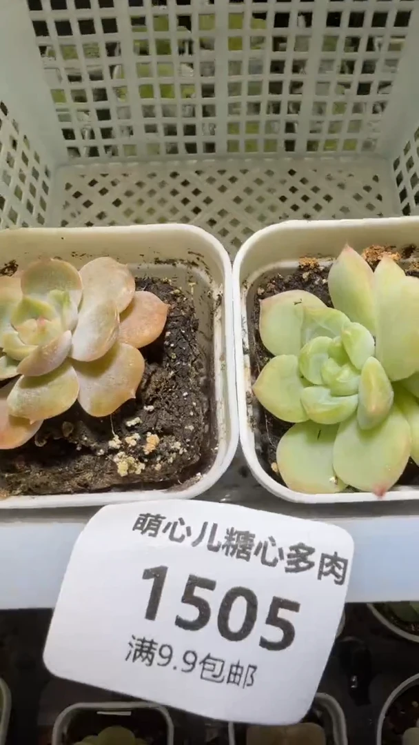 1505 多肉植物多肉植物