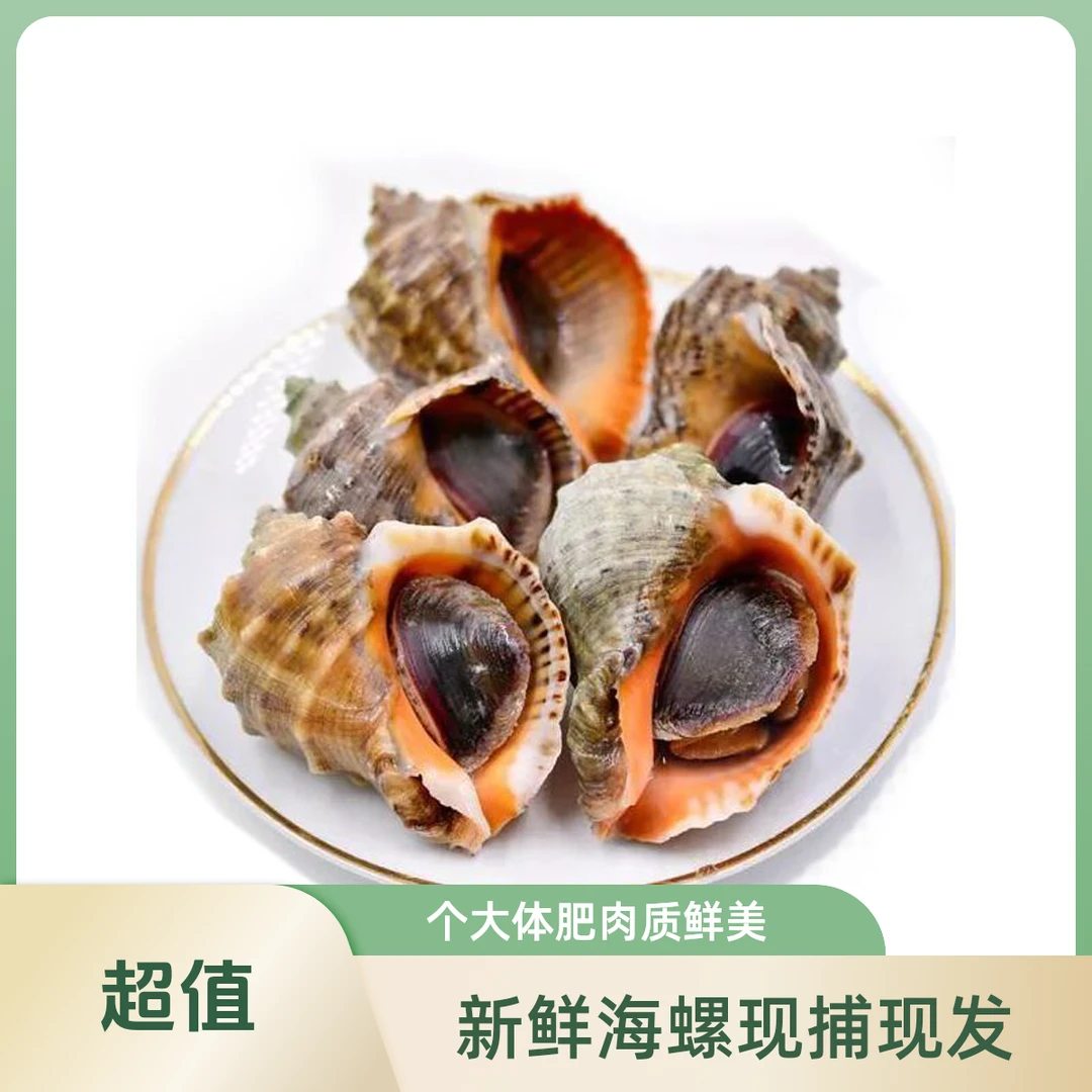 海骡 新鲜海鲜大号海螺