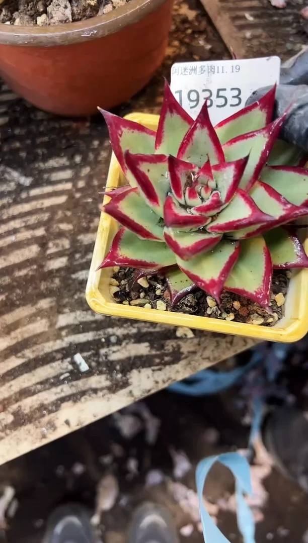 宝***Y多肉植物一物一拍19353