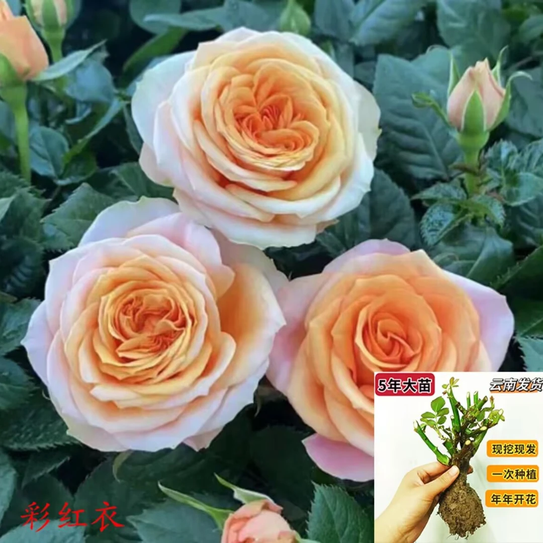 彩虹衣  玫瑰花盆栽阳台庭院特大花浓香四季花卉带花苞