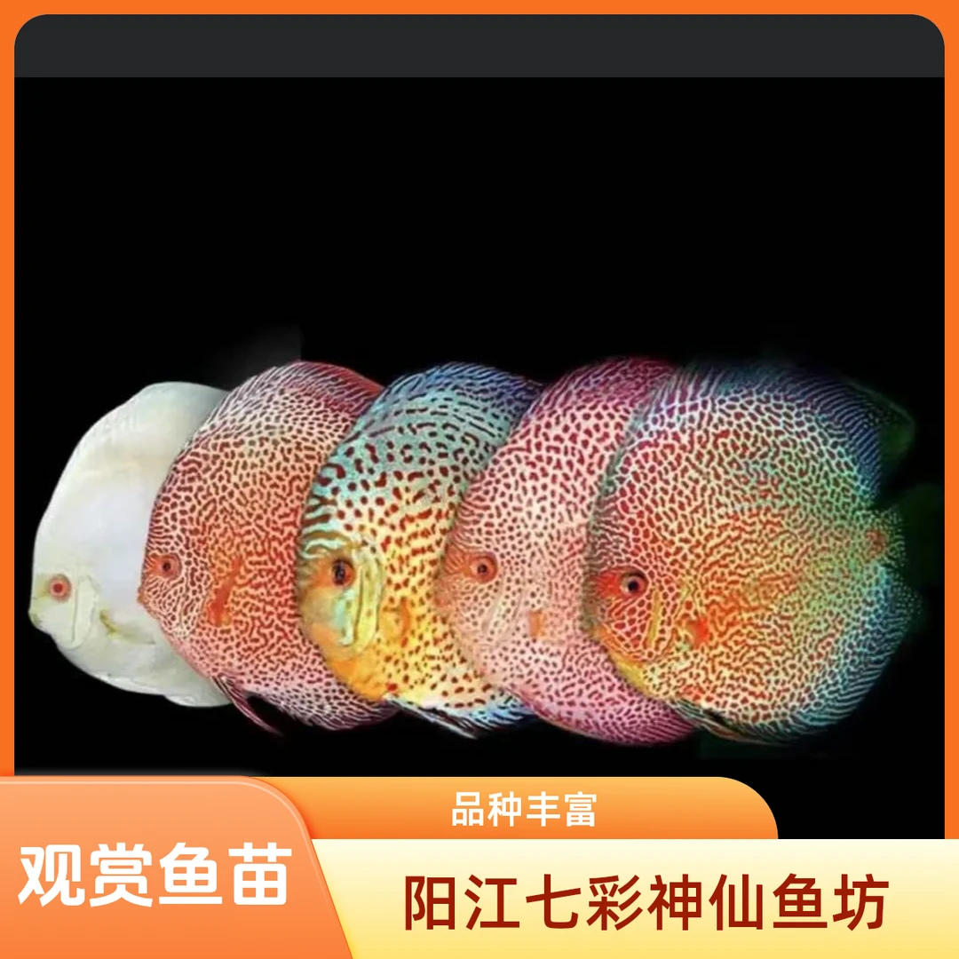 七彩神仙鱼热带观赏鱼专属改价链接2