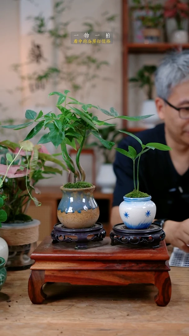 不开花植物是****?发财树+竹柏429