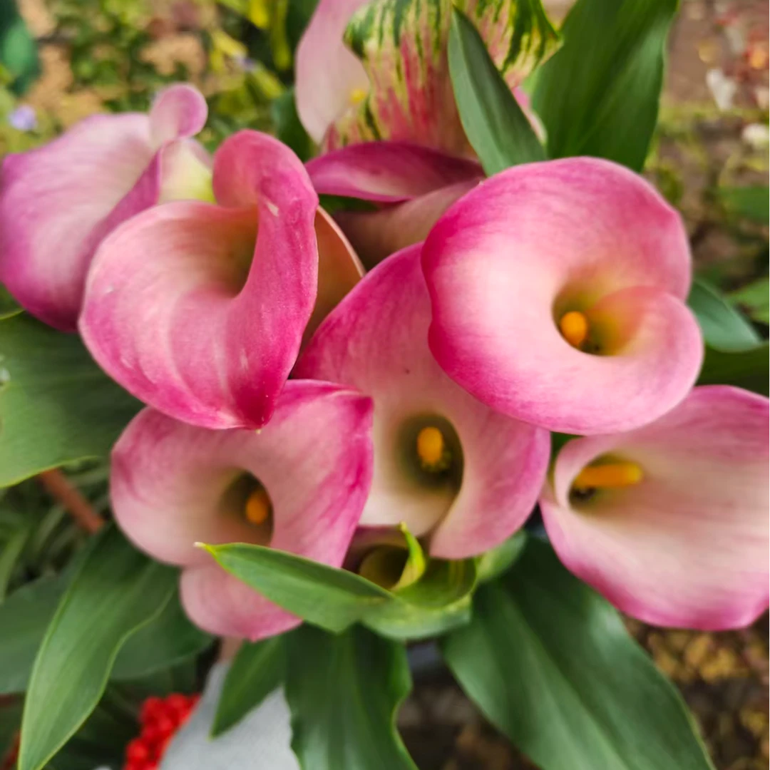彩色马蹄莲/樱花 盆栽花苗室内高档花卉全部带花发货花期长达半年