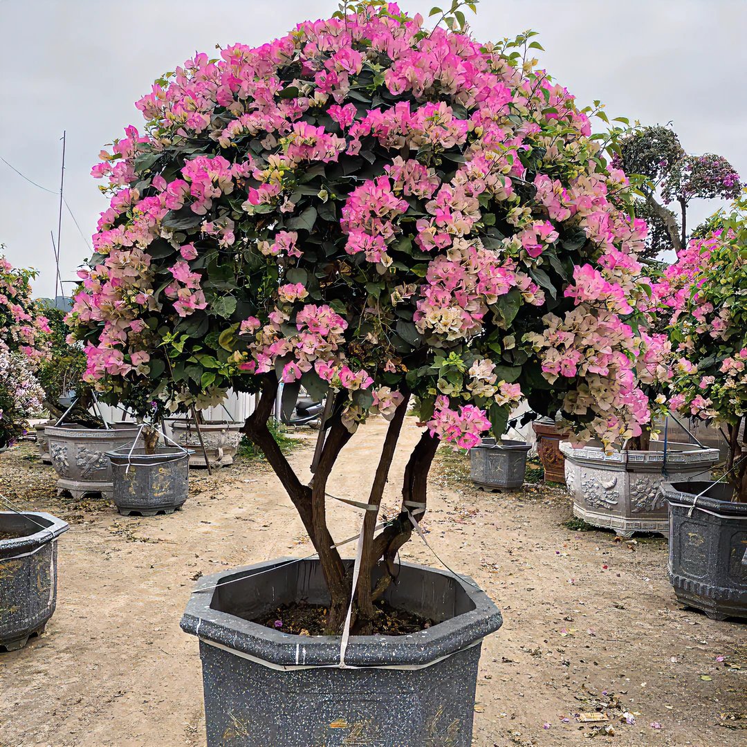 【一物一拍】勤花三角梅四季爆花勒杜鹃漳红樱绿樱造型盆景叶子花