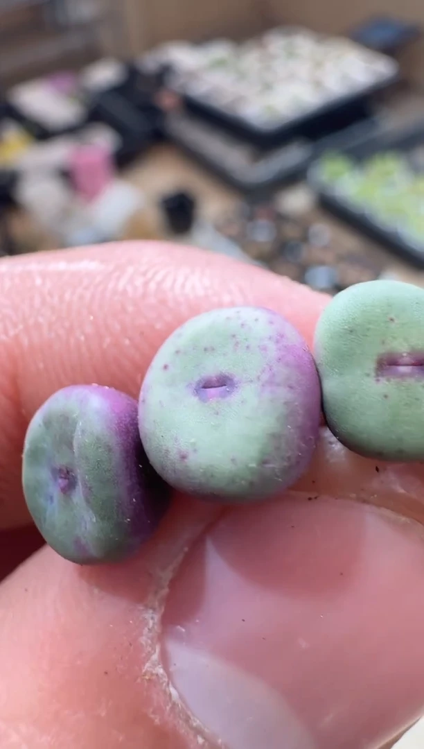 41多肉植物肉锥红嘴一颗