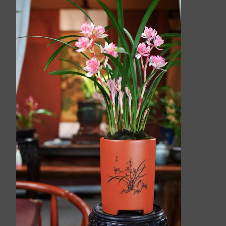 建兰 带花苞 [红禅牡丹] 浓香型 带紫砂花盆种好 室内好养 兰花
