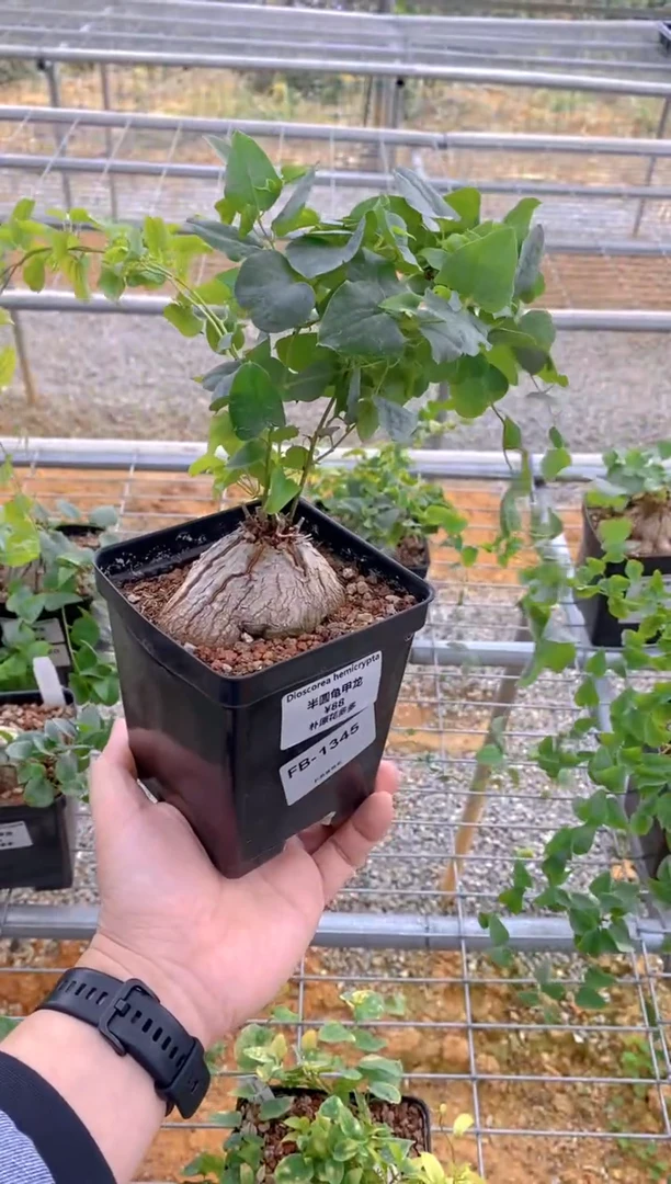 【闪购商品】半圆龟甲龙FB-1345