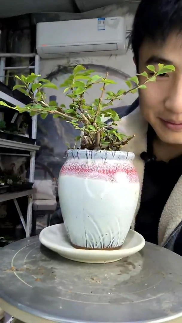 吴***水中青园艺一物一拍299