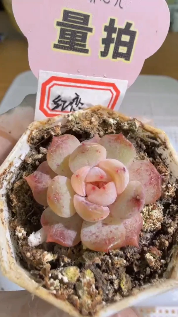 红恋八角杯1盆 量拍混发