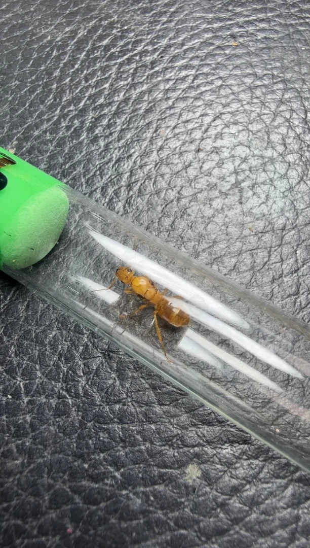 蚂蚁工坊8号墨西