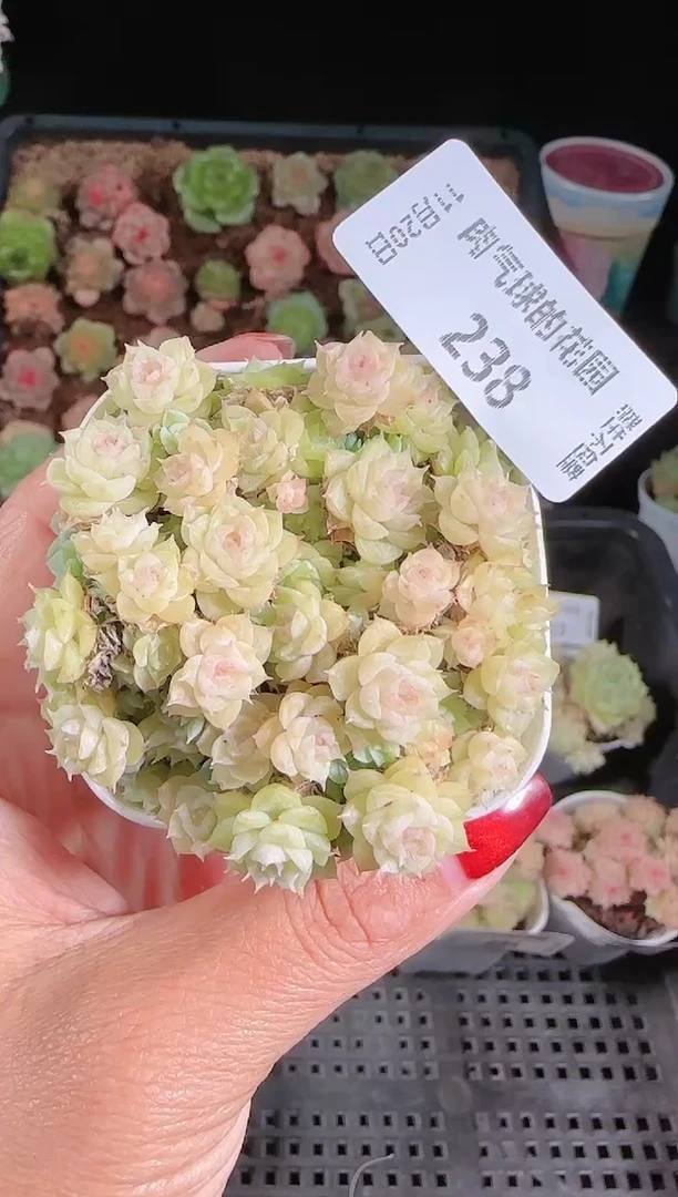 1120-238群生不包整