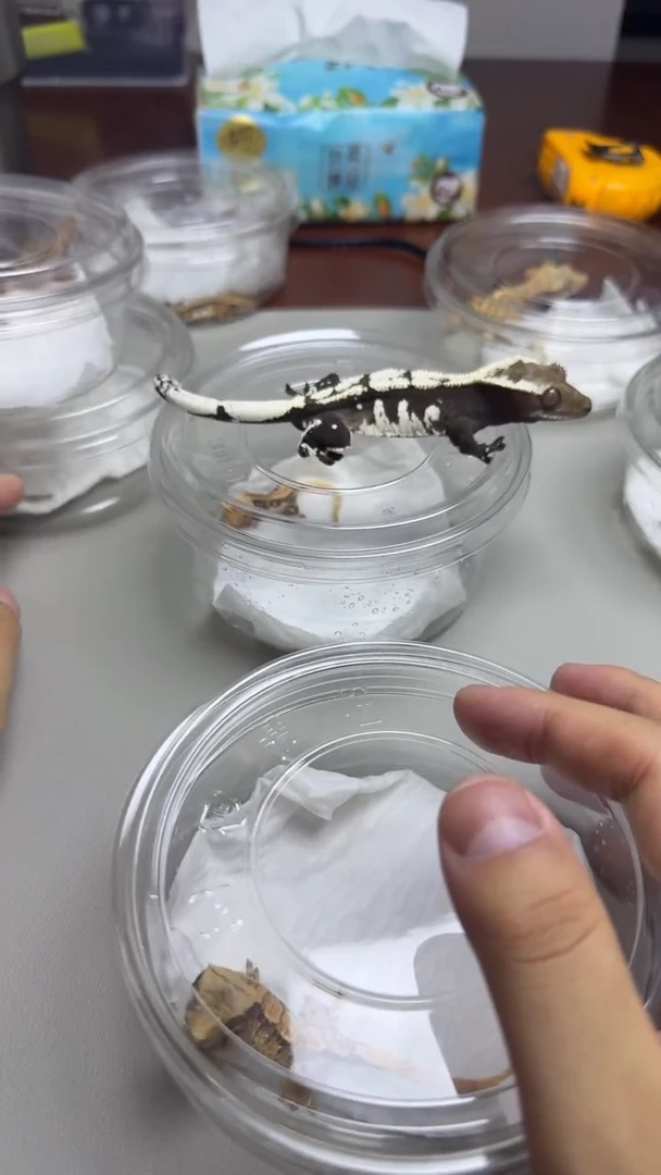 睫角守宫捷角守宫