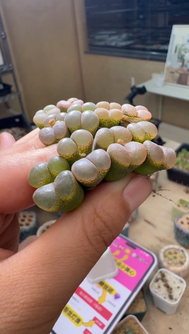 5-98多肉植物风铃一颗