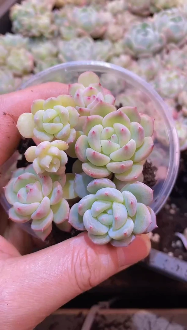 【闪购商品】014果糖C量拍1盒