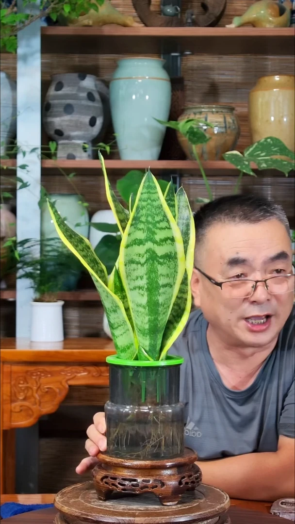 无花朵诸****司水之韵水培植物虎皮兰