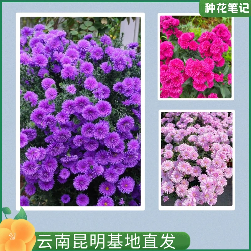 【紫菀翠菊】盆栽阳台盆栽 耐热花货量大 新手易养护四季开花植株
