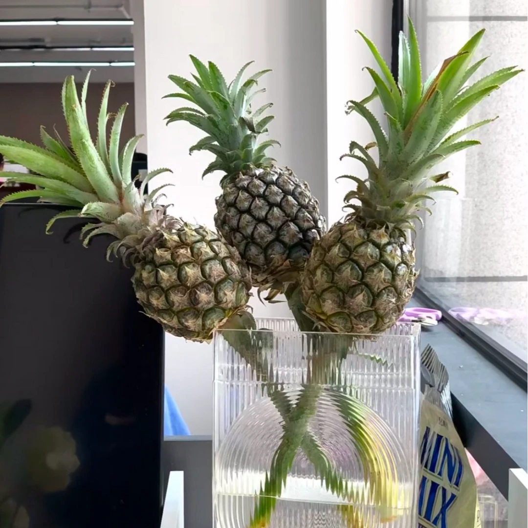 【次日达·黑凤梨】一个黑凤梨鲜花AB级