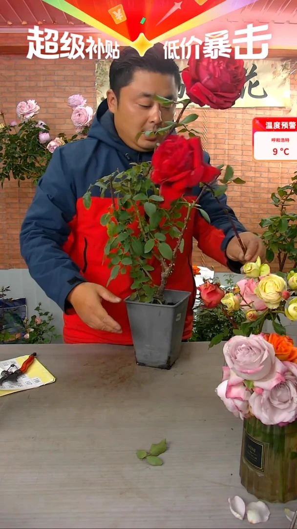 当前无花朵，栽培后可花朵恩钿女士