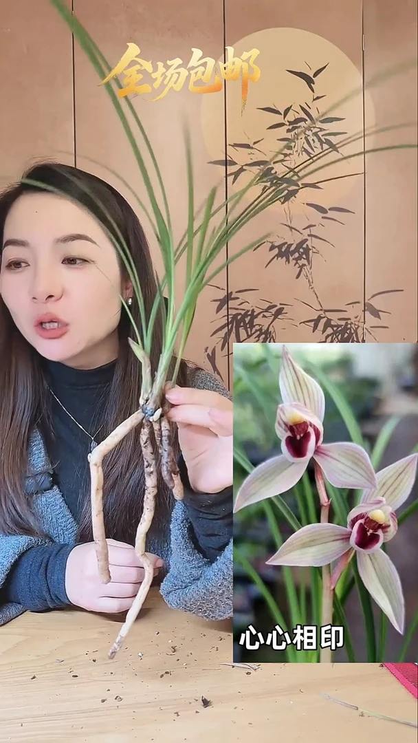 当前无花栽培后可以开花：心心相印