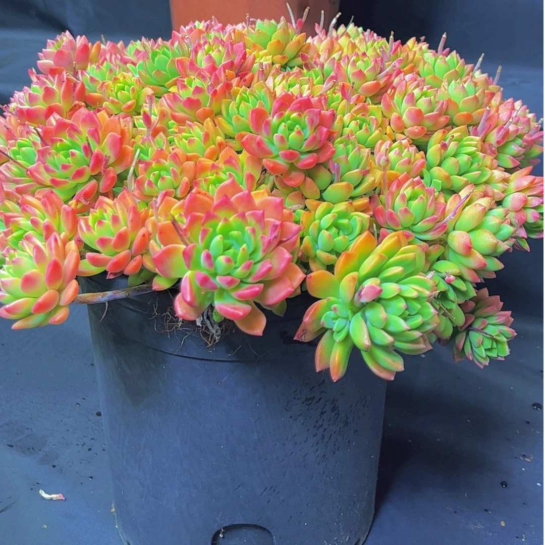 马库斯 老桩多肉植物 巨无霸30厘米大盆多肉