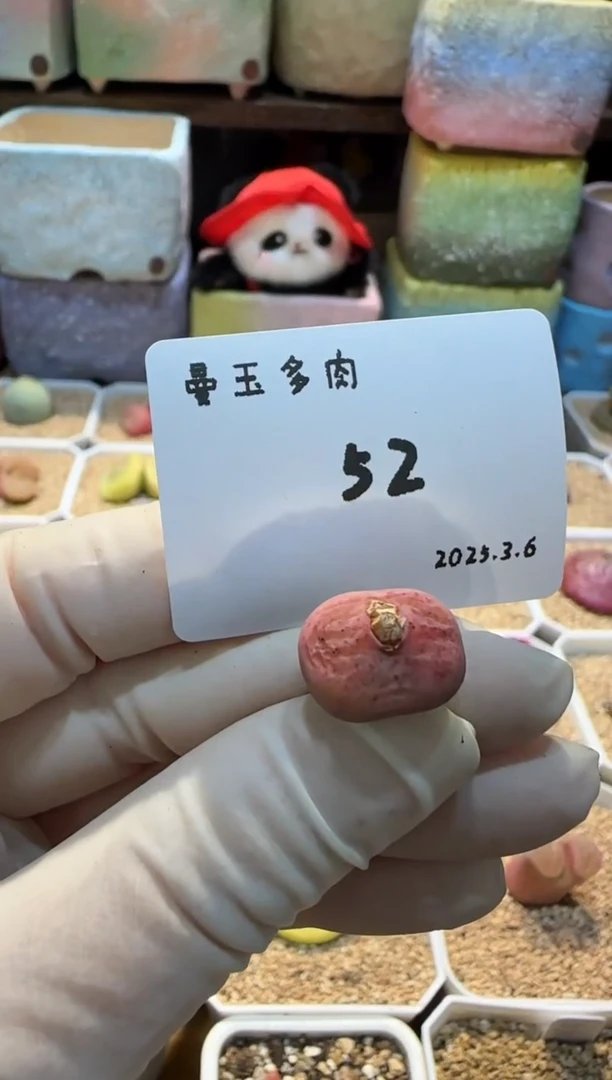 【闪购商品】25.3.6-52