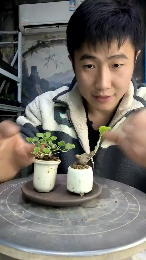 大****春中青园艺一物一拍111