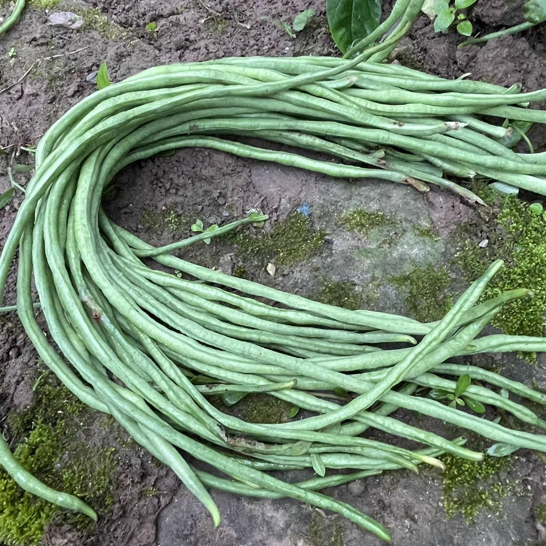 豇豆长豆角新鲜采摘现摘现发重庆露天种植