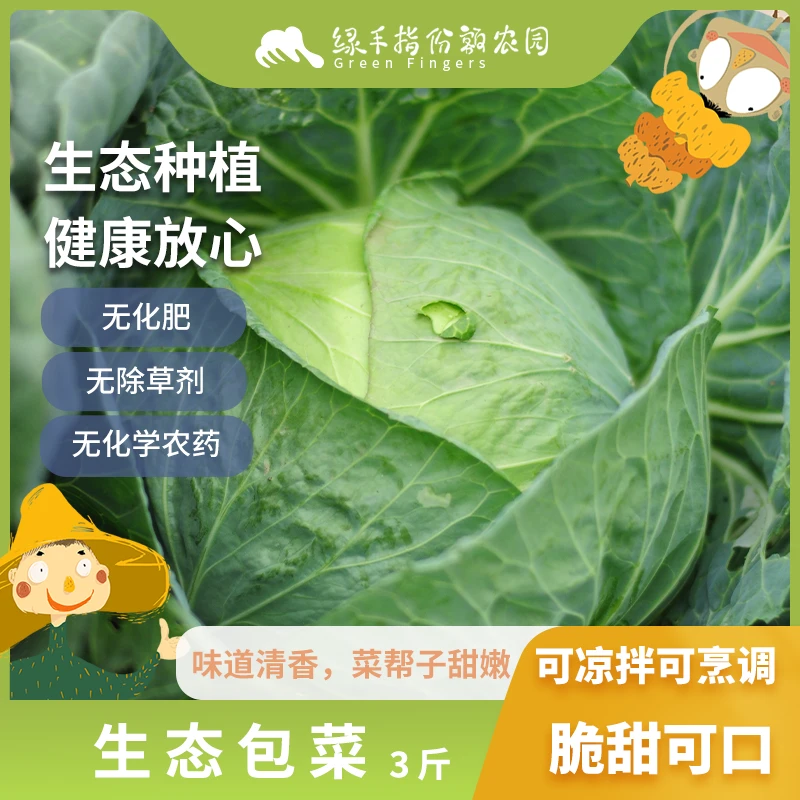 生态包菜 3斤 绿手指份额农园