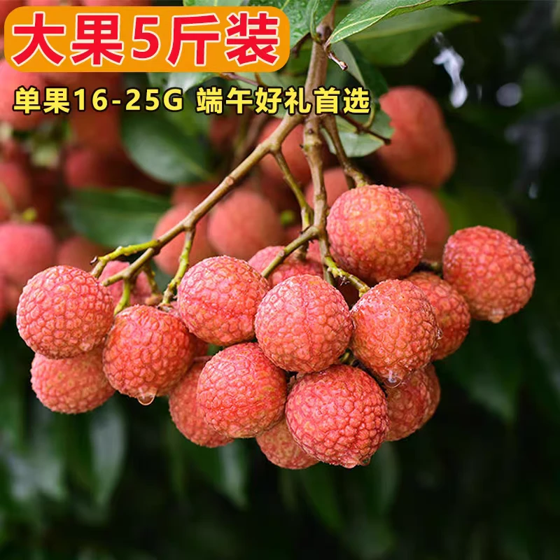 茂名高州白糖罂荔枝新鲜现摘现发当季水果整箱老树顺丰包邮