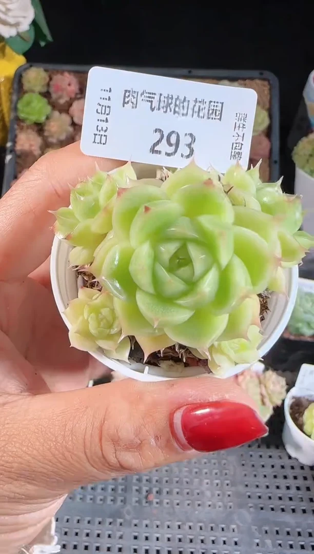 1113-293群生不包整