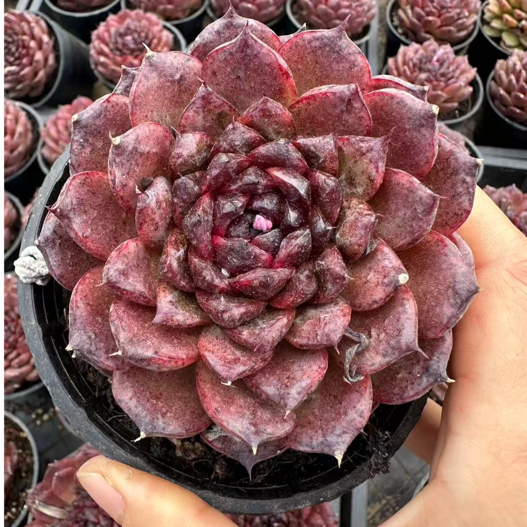 9#黑钻多肉植物  前男友精品多肉 SM0798