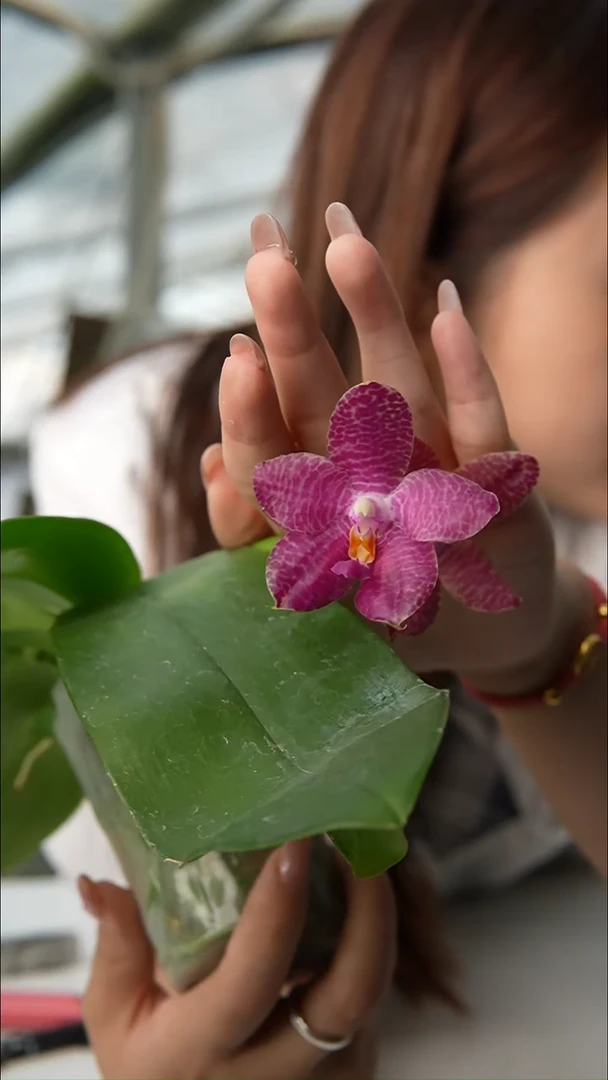 完全开放象交狗（实生）轻微叶瑕 少许空根