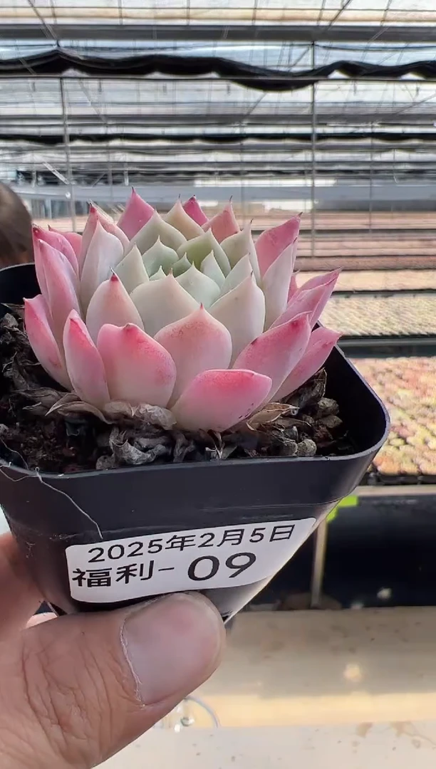 【闪购商品】福利多肉-9