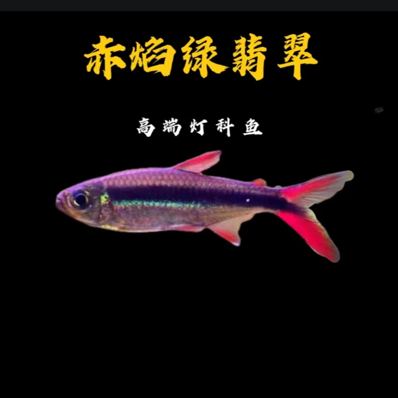 赤焰绿翡翠 微发色