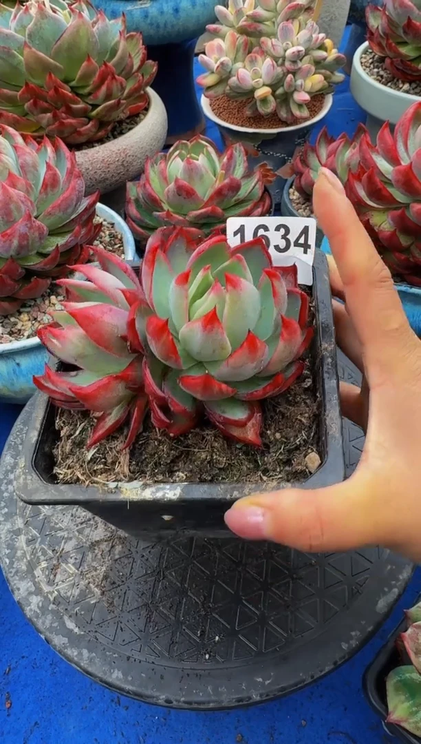 【闪购商品】1634惊鸿仙子（裸根发货）（不包整）