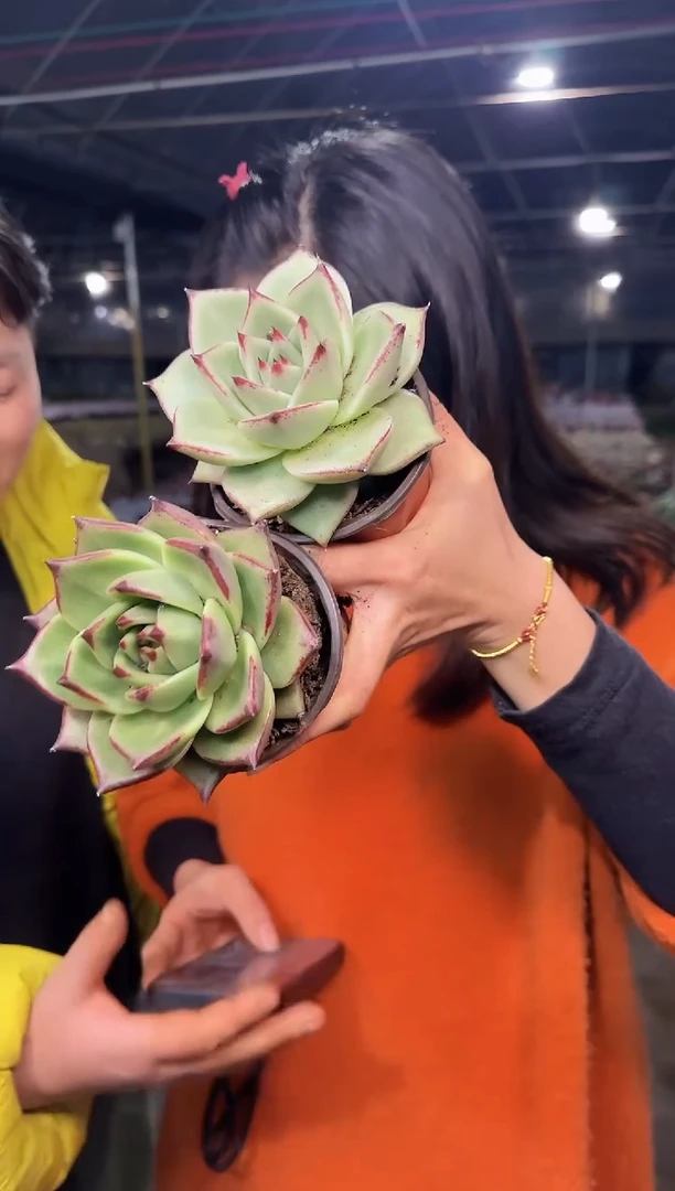 乌木两颗（挑不同）