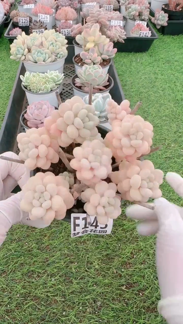 【闪购商品】梦会多肉一物一拍