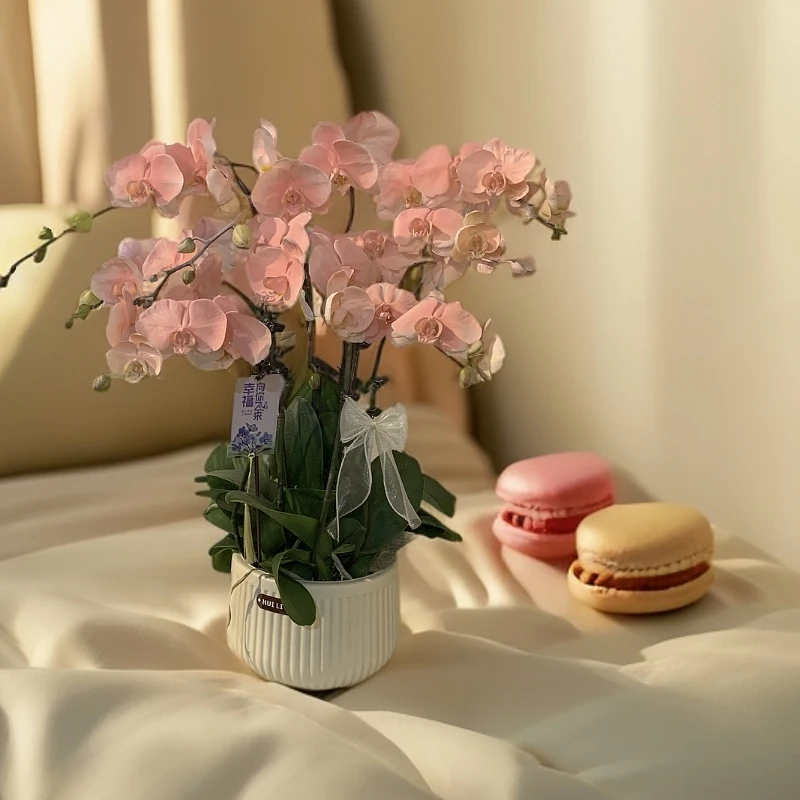 【火烈鸟】马卡龙色系蝴蝶兰 创意喷色工艺 好养花期长基地直发