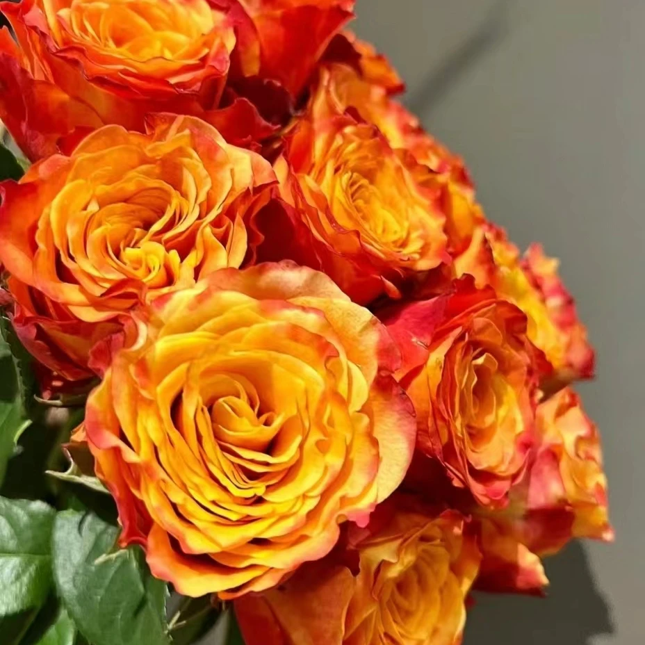 《火焰+仙度瑞拉》露天苗耐寒耐热