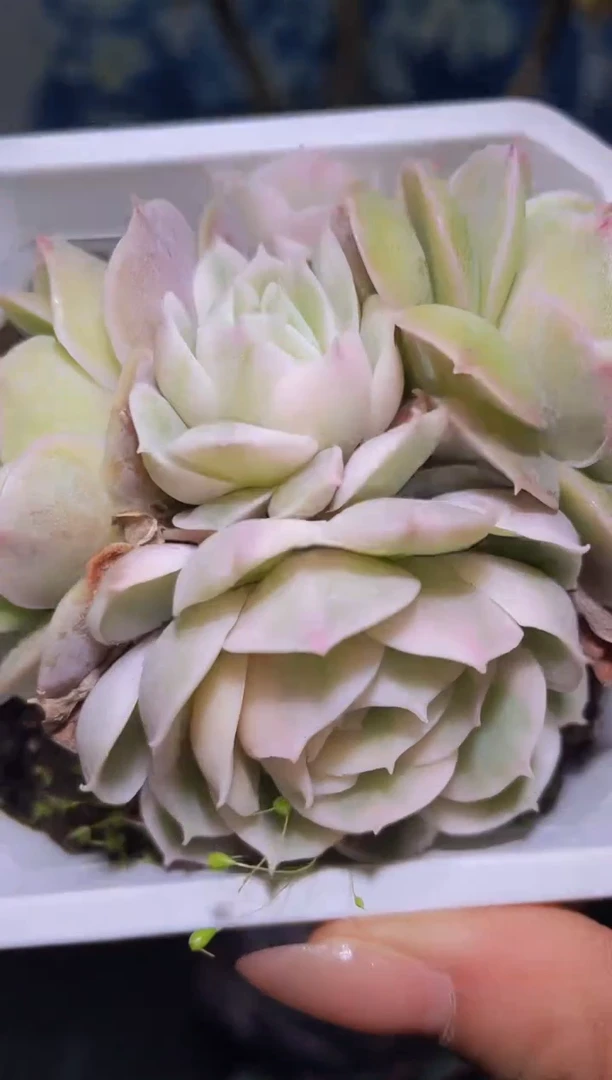 【闪购商品】823昂丝诺锦